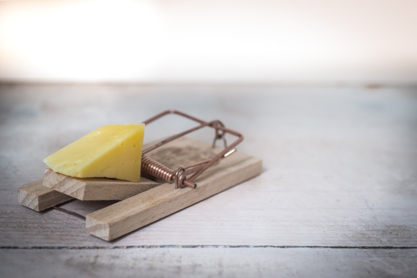 Removing Mice In Your Beaches Home